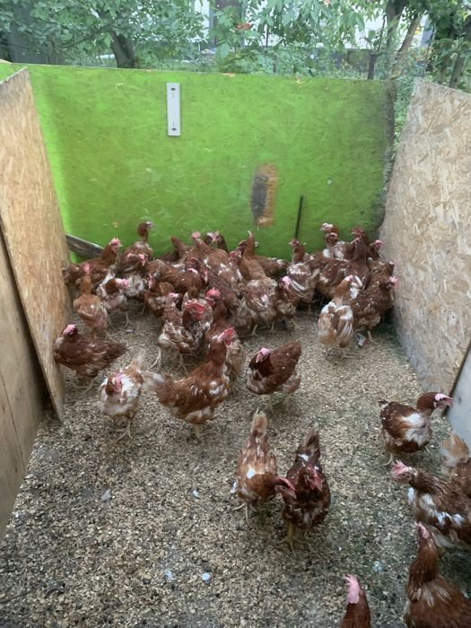 Продам  курей ломан браун