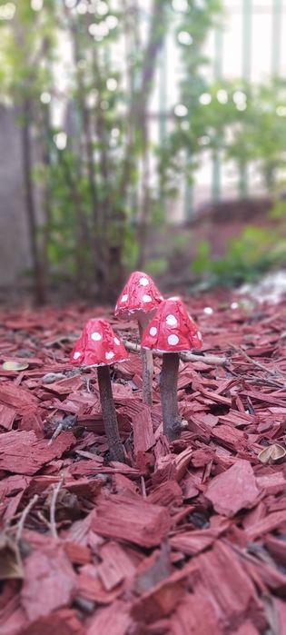 Декоративни гъбки