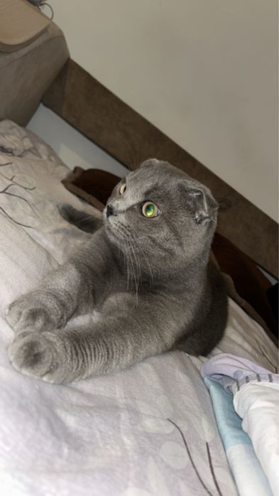 Шатланец веслоухий