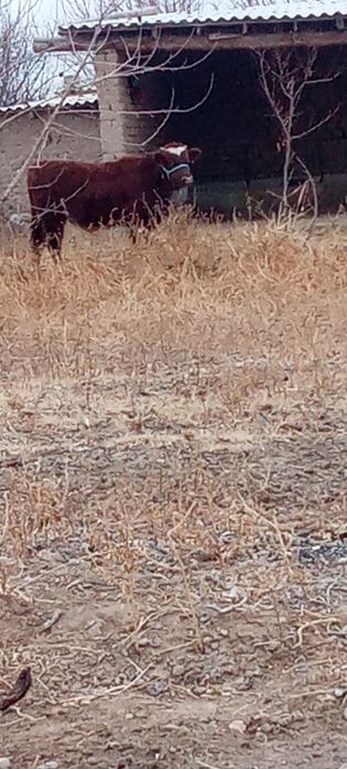 Баспақ 8 айлык сатылады