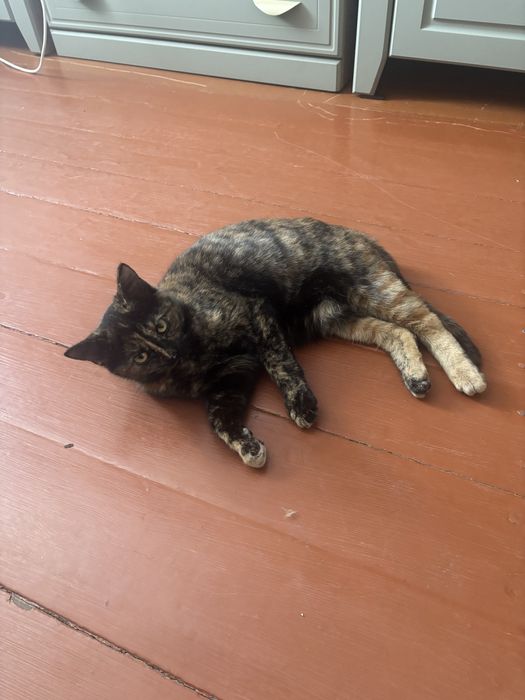 Отдам кошечку в хорошие руки