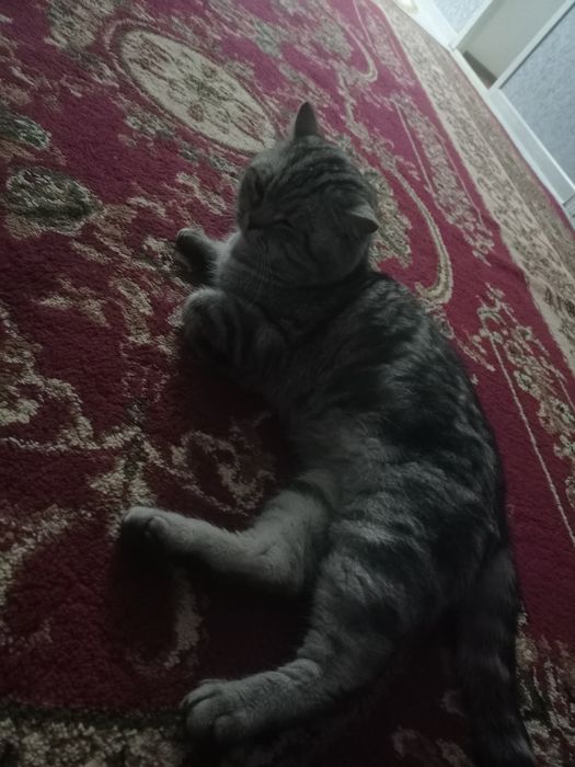 Отдам в хорошие руки