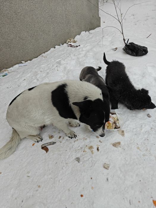 Щенки в хорошие руки