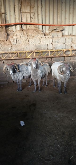 Qassob hizmati Aqiqa, Ehson, Hudoyi,va qurbon Xayit bayrami to'y