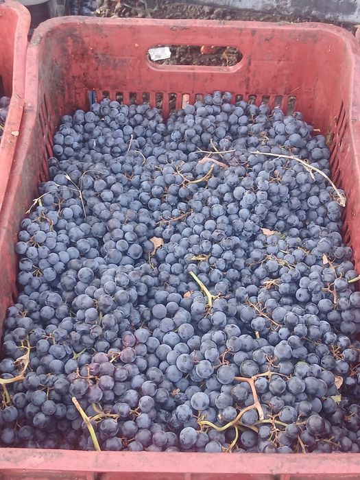Struguri de vin cu transportul gratuit la domiciliu