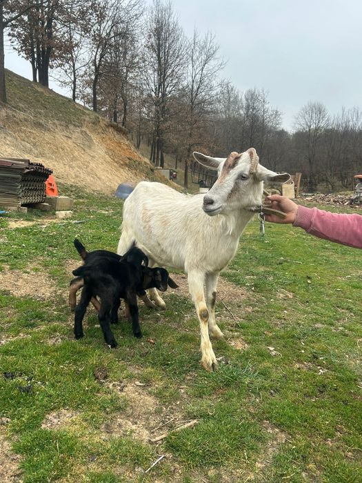 Vind căprițe la prima fătare la alegere