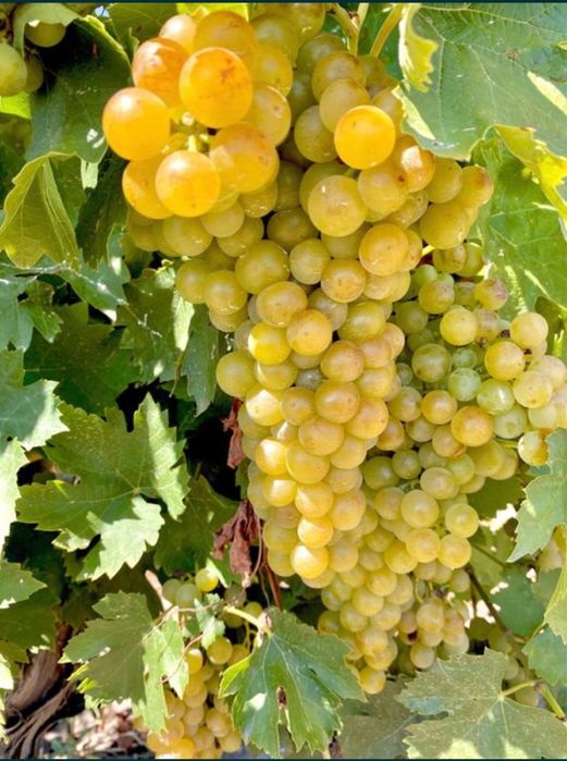 Struguri de masa si struguri de vin