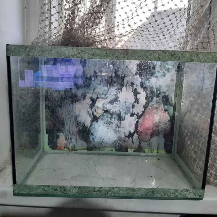 Аквариумы. Раимбека Тлендиева