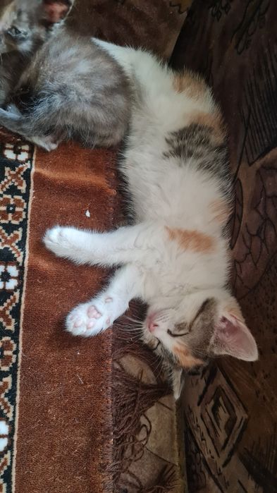 Отдам котят в добрые руки