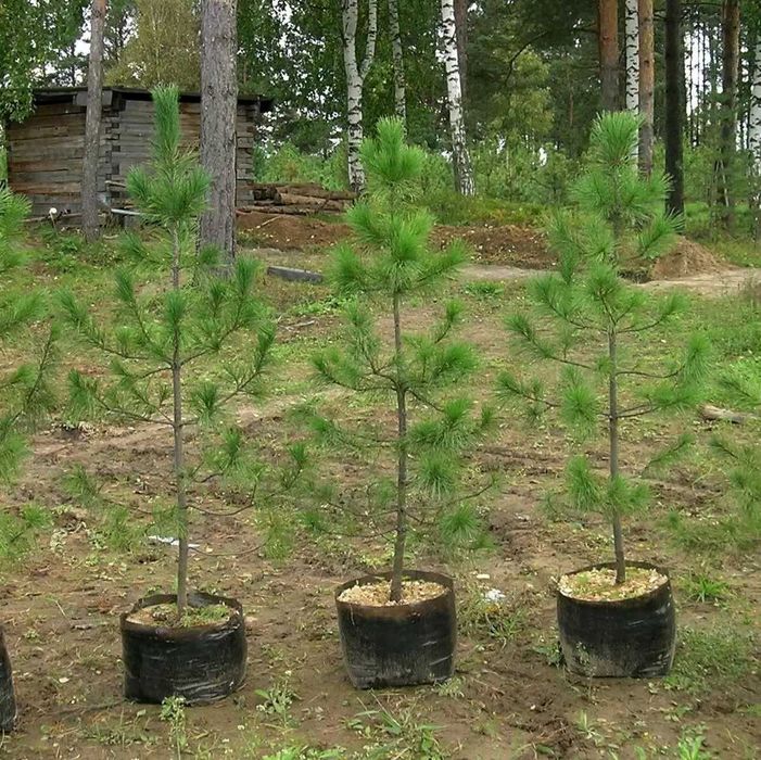 сеянцы саженцы кедр липа ель голубая дуб рябина береза