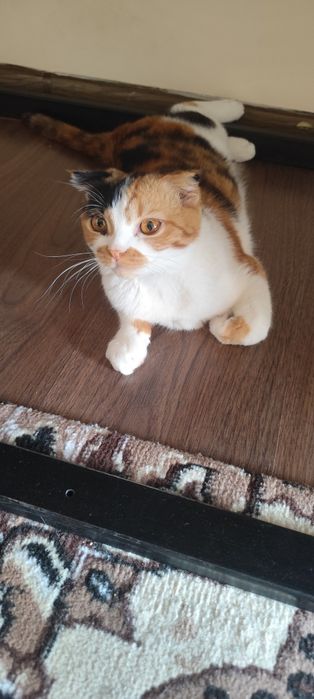 Toza uy Mushugi Sotiladi
Zoti: schotish fold high