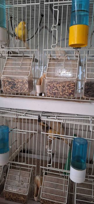 Vand 4 canari + 5 colivii .