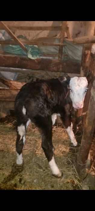 2бас бұзаулар сатылады