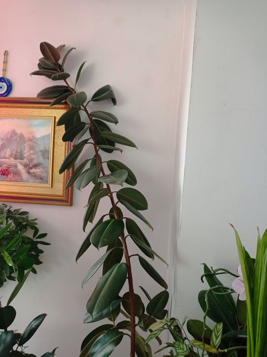 СРОЧНО ПРОДАМ дерево фикус 20000