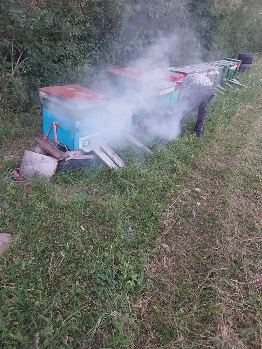 Vând 14 famili de albine foarte bune. CU SAU FĂRĂ LADĂ...AM 10 LĂZI PE 10 RAME CU 2 MAGAZII PE FIECARE.MAI  MULTE DETALI LA NR 0748788750.