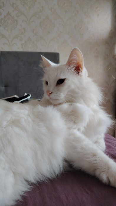 Ищу добрые руки для кошечки