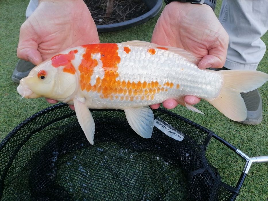 Crap KOi 30-35cm