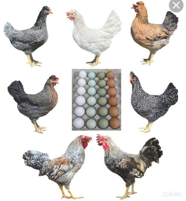Доминант цветное яйцо куры фото Доминант цветное яйцо куры фото