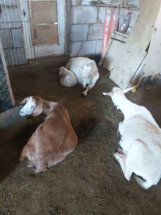 Козы малочные,занина биттал пародистые