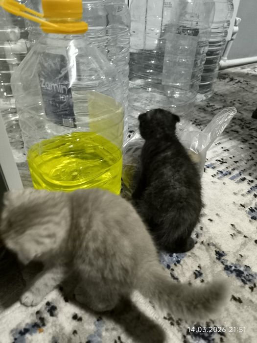 Котята породы Шотланскин вислоухие 20 дней