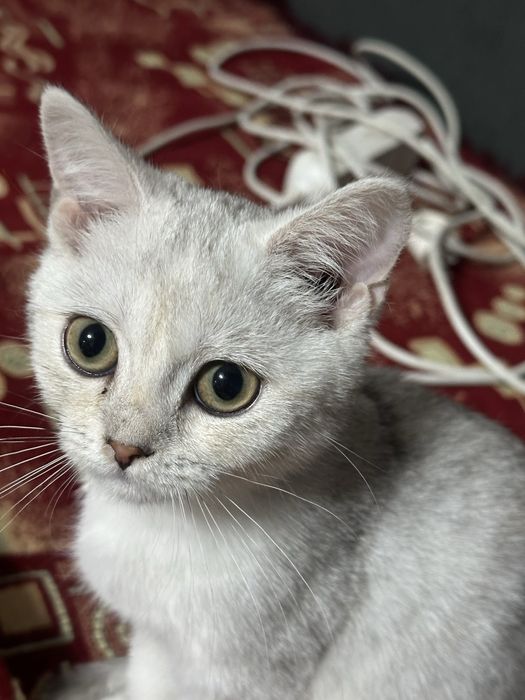 Котенок шиншиллы