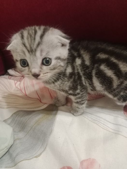 Котята шотландские