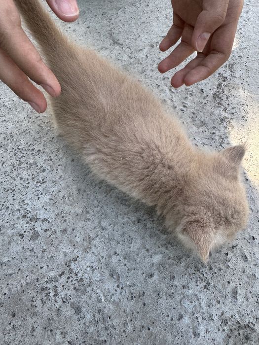 Mushuk Turetski angora