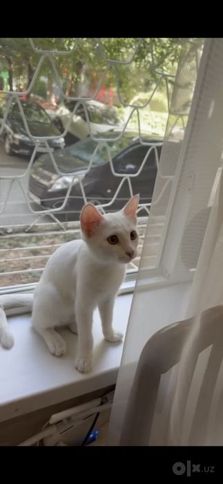 Кошечка 4 месяца