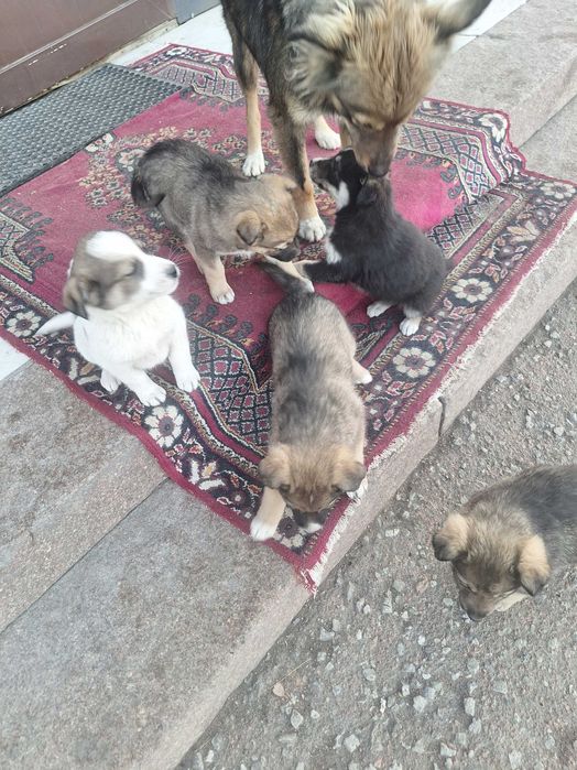 Отдам собачек в добрые,любящие руки