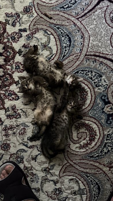 Котята отдам в добрые и ответсвтенные руки