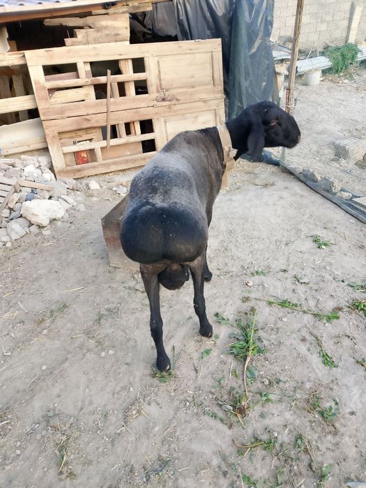 8 млн 500 яна келишамз  когон