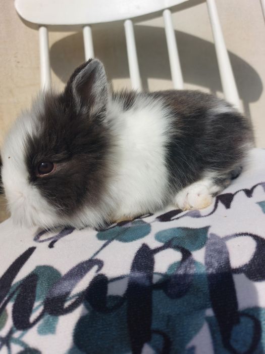 Iepuri teddy pitic, 6 saptamani