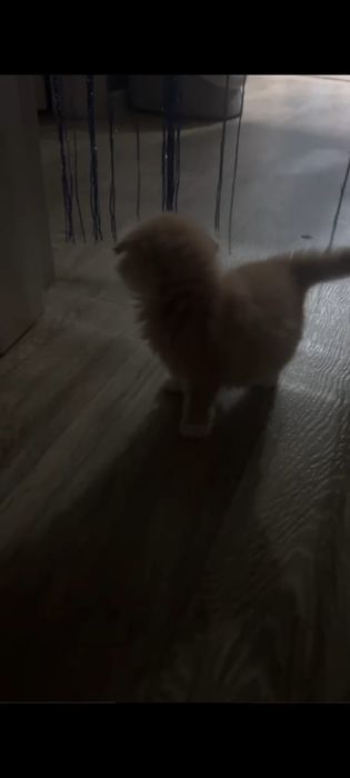 Отдам даром котенка