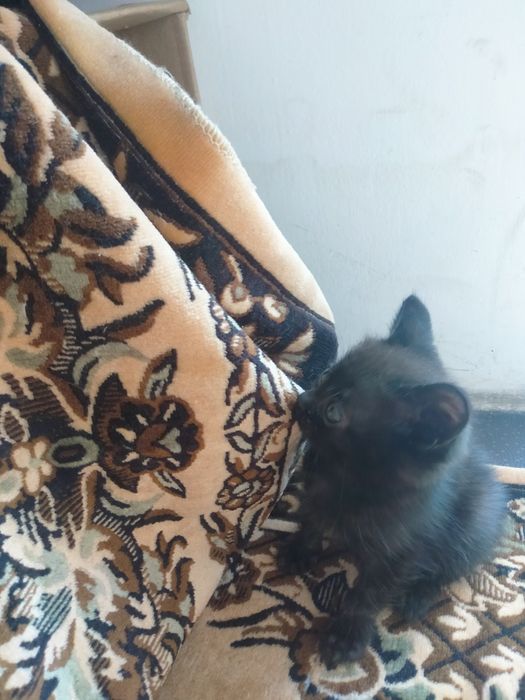 Котята британцы даром