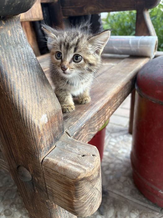 Котята  девочки срочно ищут дом!