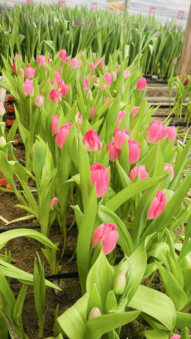 Тюльпаны Оптом