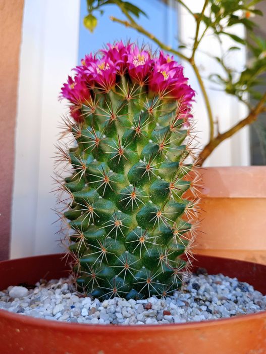 Cactus Mammillaria albispina,cu spini albi si flori roz,mare, 29 cm,
