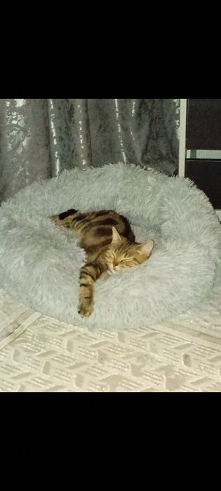 Британская кошка