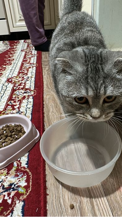 Продам кошку вислоухую