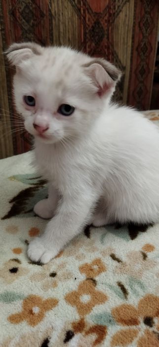 Котята 2 месяца вислоухие