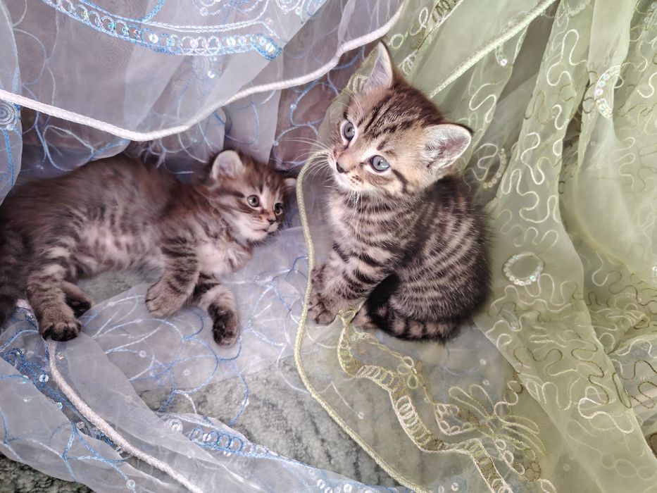 Дарю котят мальчик и девочка