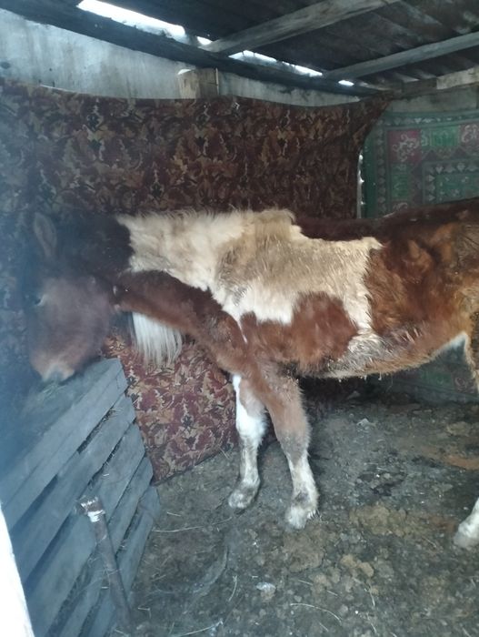 Продается лошадь