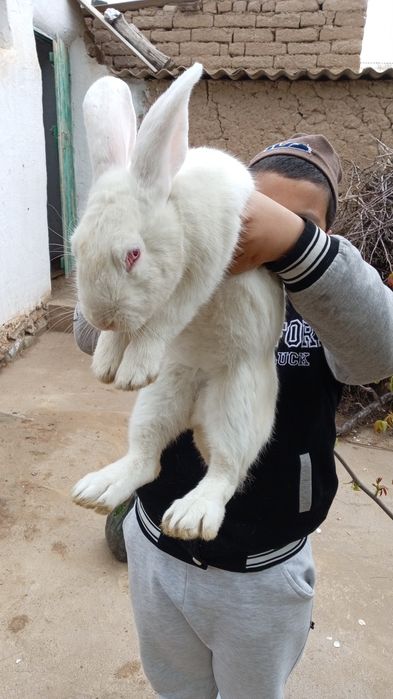 Катта великан эркак куен сотилади.