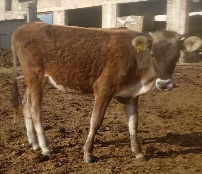 Продам       телку