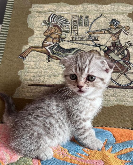 Шотландские вислоушки