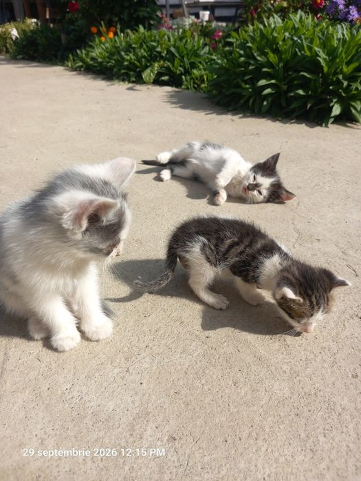 Pisici rasă comună adopție