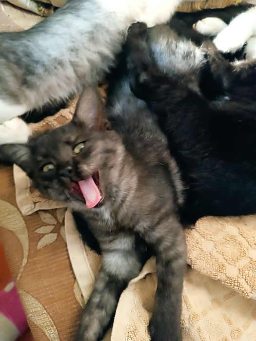 Отдам котят в добрые руки
