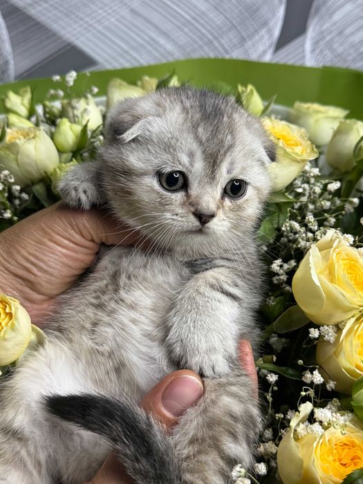 вислоушки мальчики