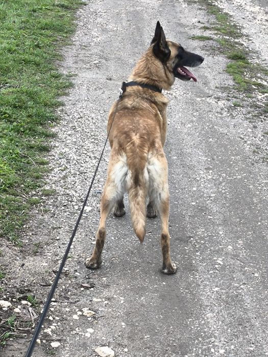 Белгиска овчарка.