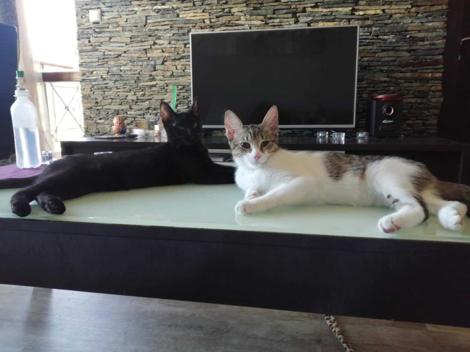 Три котета търсят дом